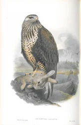 Illustration of Archibuteo Lagopus (Rough-legged Buzzard)