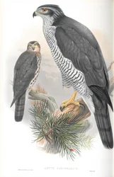 Illustration of Astur Palumbarius (Goshawk)