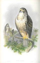 Illustration of Buteo Vulgaris (Common Buzzard)
