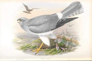 Illustration of Circus Cyaneus (Hen Harrier)