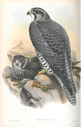Illustration of Falco Gyrfalco (Norwegian Gyrfalcon)
