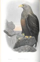 Illustration of Haliaetus Albicilla (Sea-Eagle)