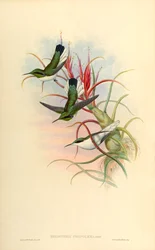 Illustration of Heliothrix phainolaema (hummingbird) on Tillandsia bulbosa (bromeliad)