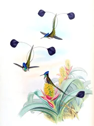 Illustration of Loddigesia mirabilis (hummingbird) on Aechmea mertensii (as syn. A. mucroniflora) (bromeliad)