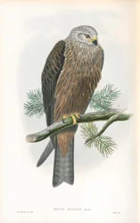 Illustration of Milvus migrans (Black Kite)