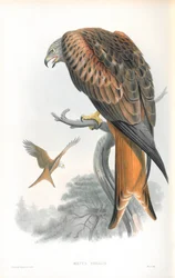 Illustration of Milvus Regalis (Kite; Glead)