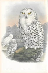 Illustration of Nyctea Nivea (Snowy Owl)