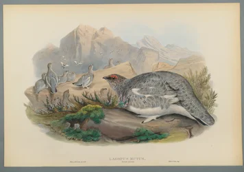 Common Ptarmigan (Autumn Plumage)