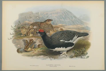 Common Ptarmigan (Summer Plumage)