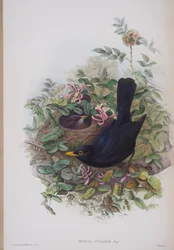 Merula Vulgaris, plate from The Birds of Great Britain by John Gould, published 1862-73