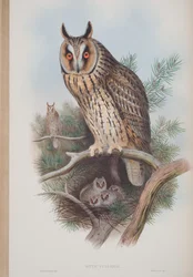 Otus Vulgaris, plate from The Birds of Great Britain by John Gould, published 1862-73