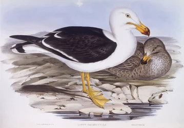 Pacific gull (Larus pacificus), Engraving by John Gould