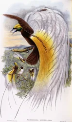 Lesser Bird-of-Paradise