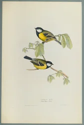 Great Tit