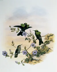 Peacock Coquette (Lophornis pavoninus), engraving from Monograph of Trochilidae or Humming Birds (1849-1861), by John Gould (1804-1881), United Kingdom