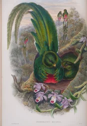 Pharomacrus Mocinno, plate from The Birds of Great Britain by John Gould, published 1862-73