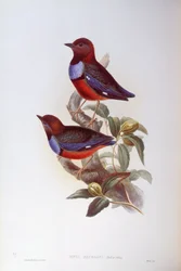 Red-Bellied Pitta (Pitta erythrogaster), Engraving by John Gould