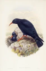 Red-billed chough (Pyrrhocorax pyrrhocorax), Engraving by John Gould