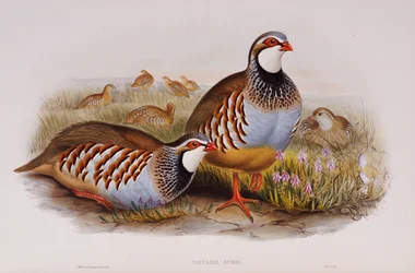 Red-legged Partridges, 1862-73
