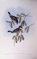 Rufous whistler (Pachycephala rufiventris), Engraving by John Gould