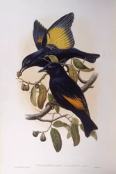 Satin bowerbird (Ptilonorhynchus violaceus), Engraving by John Gould