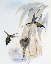 Scale-throated Hermit (Phaethornis eurynome), engraving from Monograph of Trochilidae or Humming Birds, by John Gould