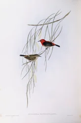 Scarlet myzomela (Myzomela sanguinolenta), Engraving by John Gould