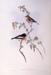 Scarlet Robin (Petroica multicolor), Engraving by John Gould