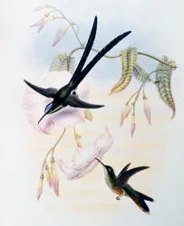 Scissor-tailed Hummingbird (Hylonympha macrocerca), from Monograph of Trochilidae or Humming Birds (1849-1861), by John Gould (1804-1881), United Kingdom