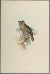 Scops Eared Owl