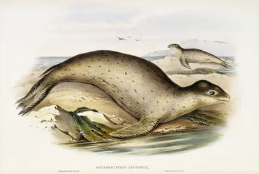 Sea Leopard