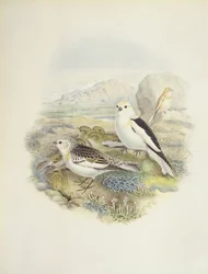 Snow bunting (Plectrophenax nivalis), illustration