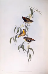 Spotted pardalote (Pardalotus punctatus), Engraving by John Gould