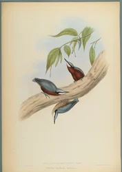 Chestnut-Bellied Nuthatch