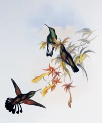 Stripe-tailed Hummingbird (Eupherusa eximia), engraving from Monograph of Trochilidae or Humming Birds (1849-1861), by John Gould (1804-1881), United Kingdom