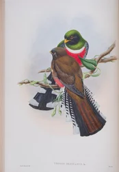 Trogon Mexicanus, plate from The Birds of Great Britain by John Gould, published 1862-73