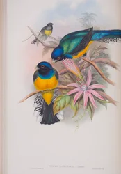 Trogon Ramoniana, plate from The Birds of Great Britain by John Gould