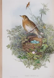 Turdus Musicus, plate from The Birds of Great Britain by John Gould, published 1862-73