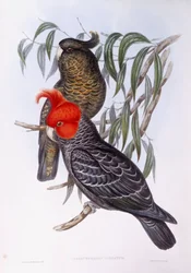 Two parrots perching on branch, engraving