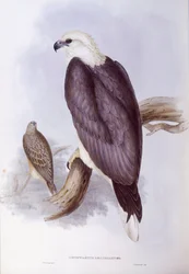 White-bellied Fish-Eagle