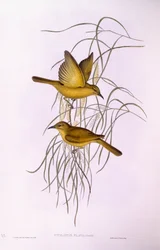 Yellow honeyeater (Lichenostomus flavus), Engraving by John Gould