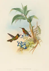 Banded Ruby or Gould