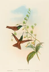 Diphogena aurora (Gould