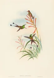 Discura longicauda (Racket-tail)