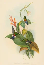 Coppery-vented Puff-Leg