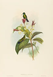 Blue-chinned Sapphire