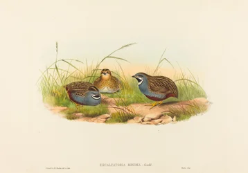 Blue-breasted Quail