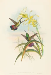 Veraguan Mango