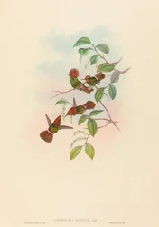 Spangled Coquette (Lophornas reginae)
