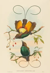 Magnificent Bird of Paradise